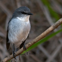 White-breasted Robin